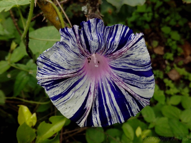 Flor ipomoea purpurea