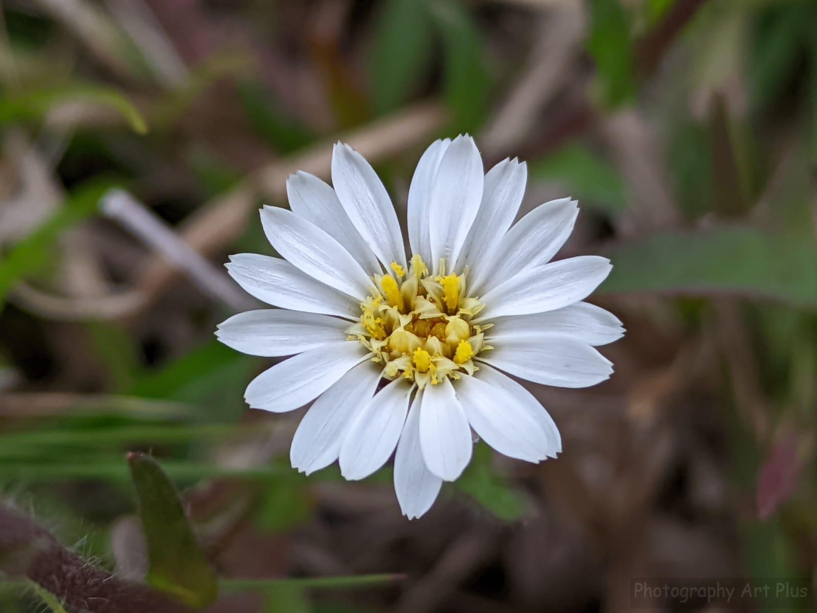 Coreopsis blanca
